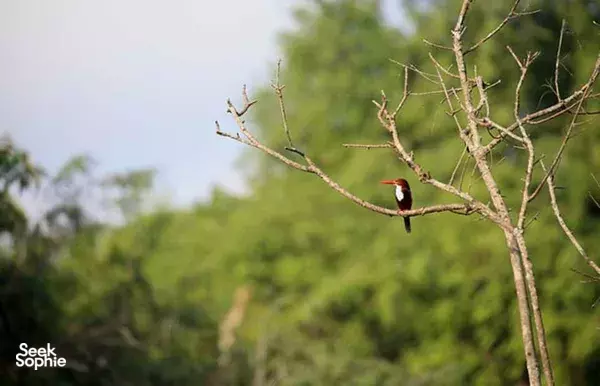 4-Hr Sigiriya Forest Sunrise Nature Walk with Naturalist