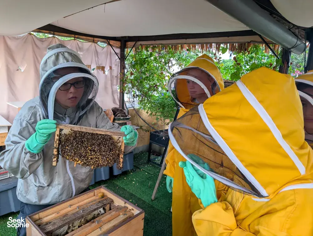 Seek Sophie option picture