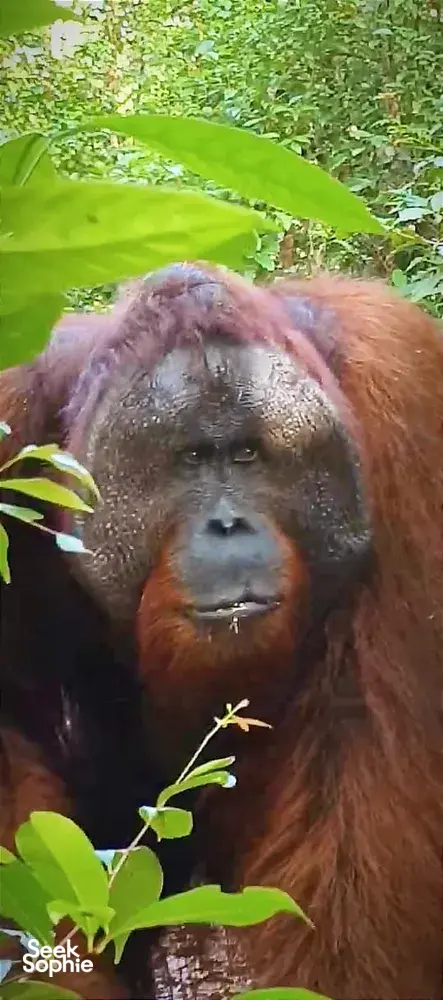 Seek Sophie option picture