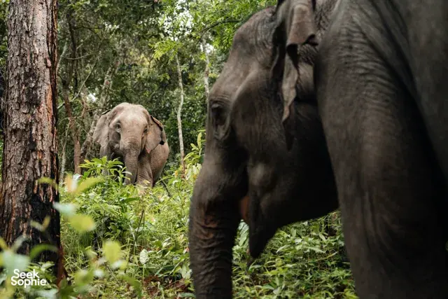 Two elephants moving through dense forest undergrowth during an ethical observation with Elephant Eco Trails in Chiang Mai