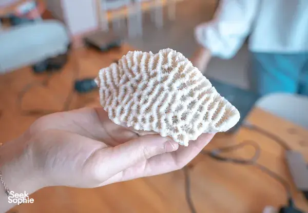 Corals + Craft Beers