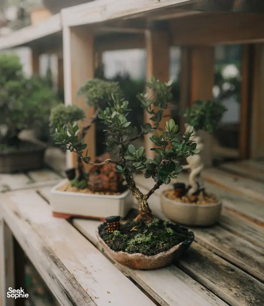 Tropical bonsai trees in ceramic pots lined on a wooden deck at a Singapore studio for workshops in Singapore