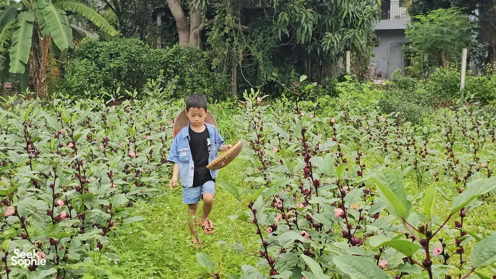 Seek Sophie option picture