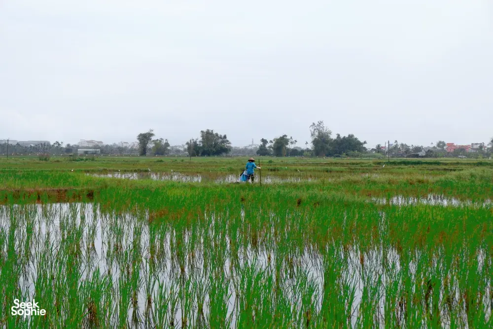 Seek Sophie option picture