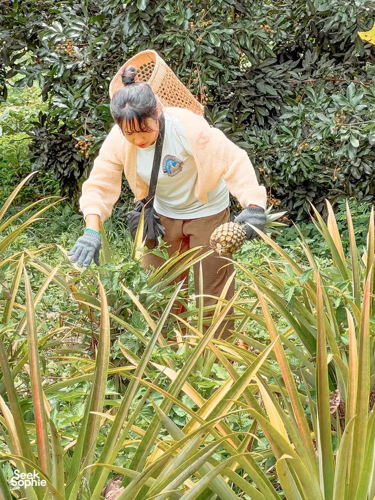 Seek Sophie option picture