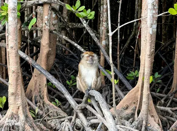 Furry primate perched among tangled mangrove roots in Langkawi on a UNESCO Geopark wildlife-focused cruise