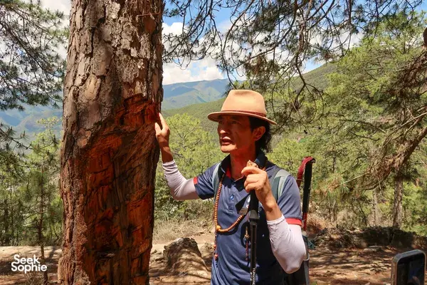 Hiker in a wide-brimmed hat gestures beside a tree during the Tiger Leaping Gorge high trail hike in Lijiang, China