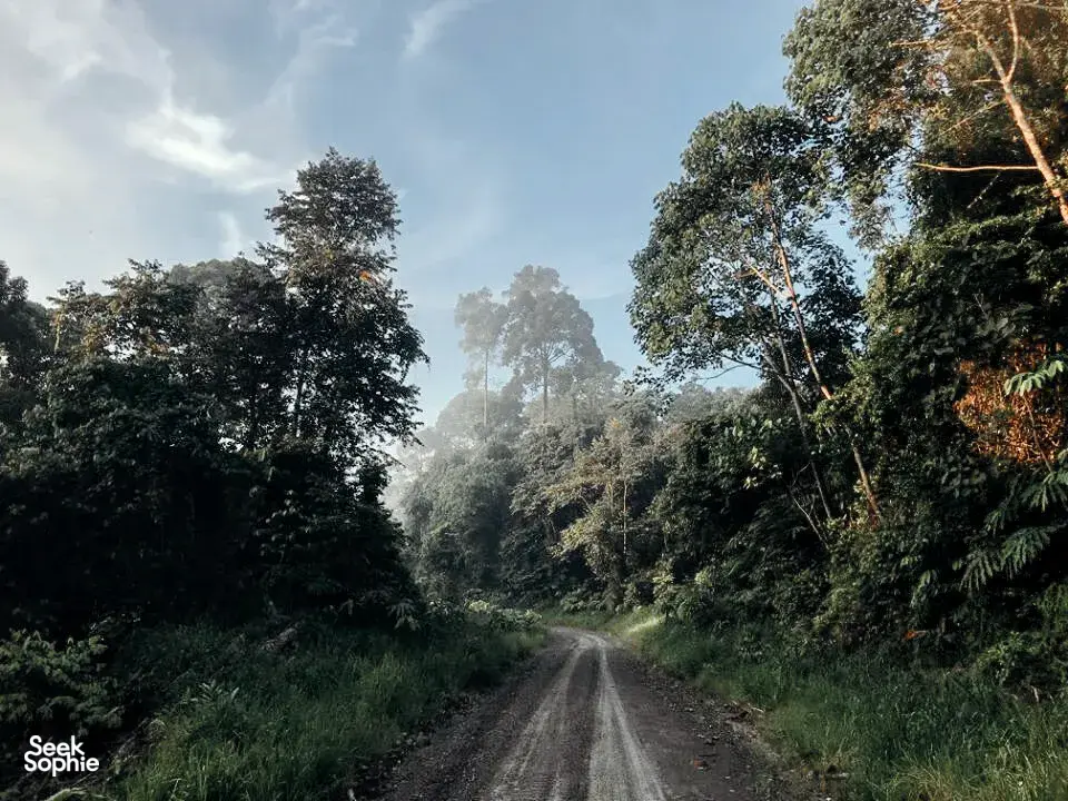 Seek Sophie option picture