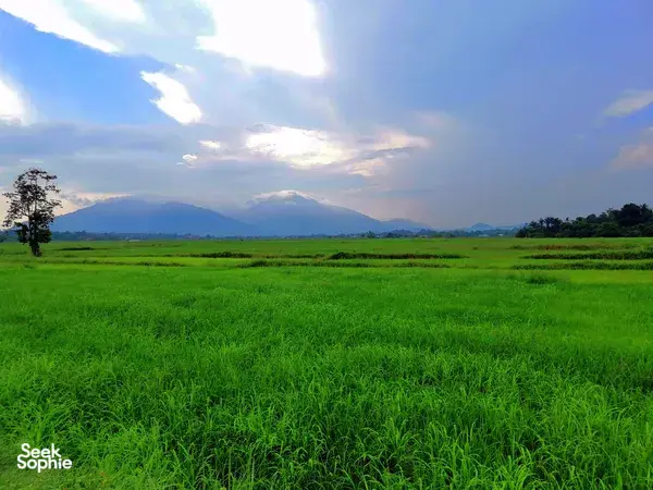 Vast green fields in Langkawi stretch to distant mountains under a cloudy sky, calm countryside views on the cycling route