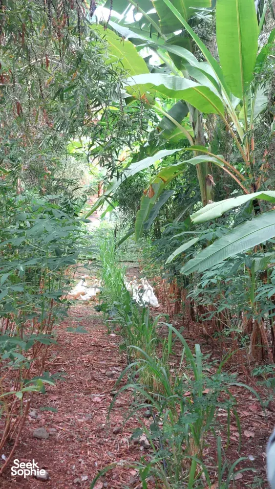 Seek Sophie option picture