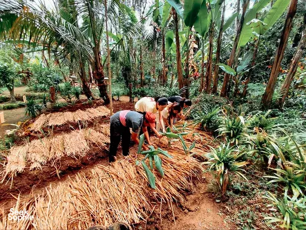 Volunteers planting in a tropical garden in Indonesia, kneeling beside fresh seedlings with hay mulch among palm and jungle plants