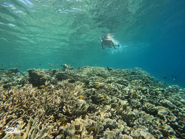 Private Gili Kondo Snorkelling Trip: Mangrove Wonders, Crystal-Clear Waters & Serene Escapes!