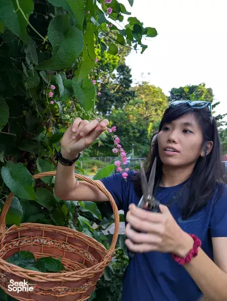 Woman reaching for pink flowers beside a wicker basket in a lush garden at a seaside farm in Singapore