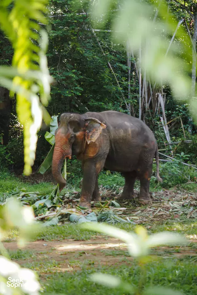 Seek Sophie option picture