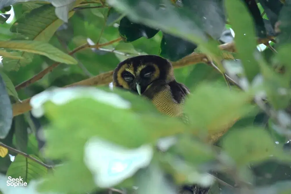 Seek Sophie option picture