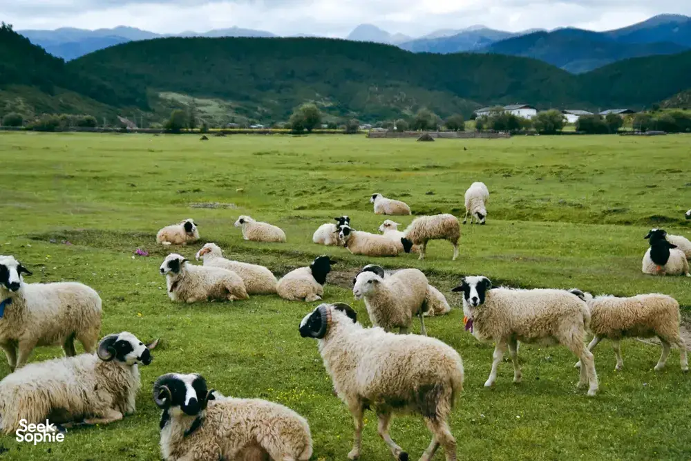 Sheep grazing on a green alpine meadow with forested hills and distant mountains during a Tibetan valley trek near Shangri-La