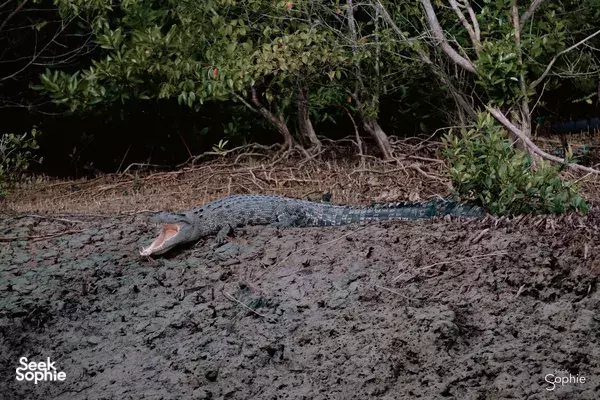 Lawatan Sehari Pemuliharaan Penyu & Lumba-lumba Jarang Dijumpai