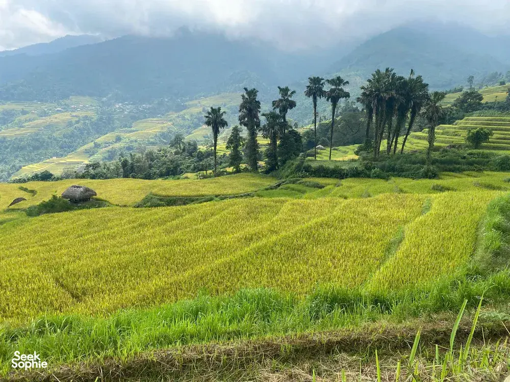 Ha Giang countryside panorama from a rice-terrace trek, with bright green fields, palm trees and distant misty mountains