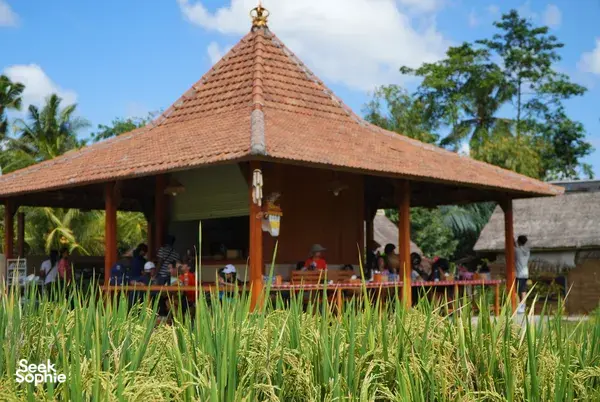 Ubud's Hidden Gem: Sustainable Farming + Cooking in Bali Rural Life