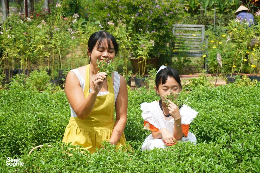 Seek Sophie option picture