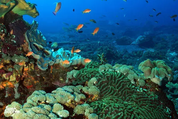 Vivid coral reef and schooling tropical fish beneath the surface in Bali waters, captured during a Sanctum Dive Indonesia open-water trip