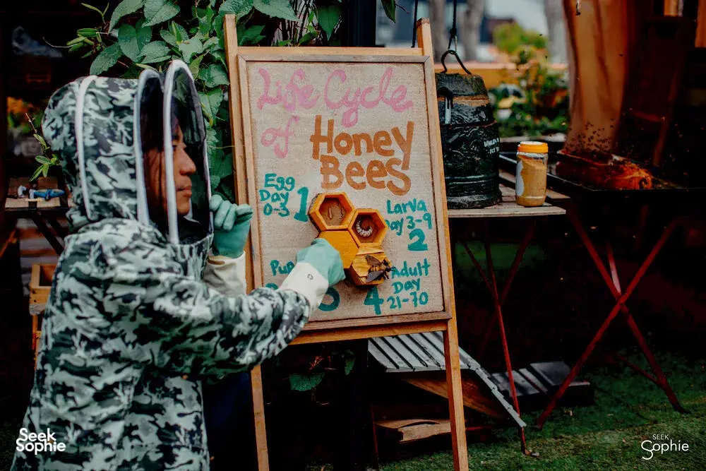 Seek Sophie option picture