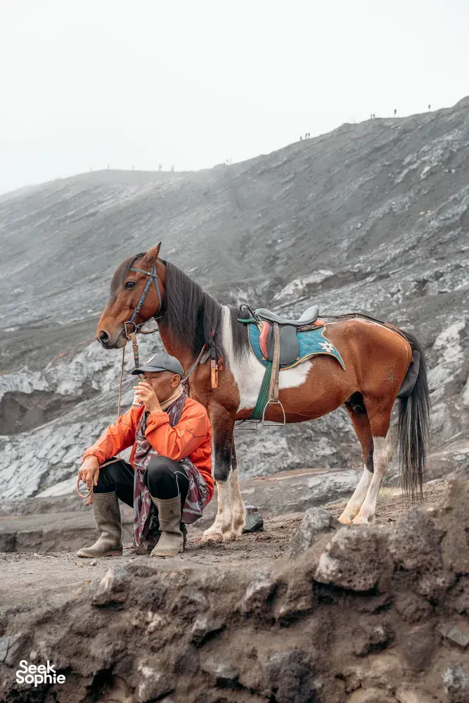 Seek Sophie option picture