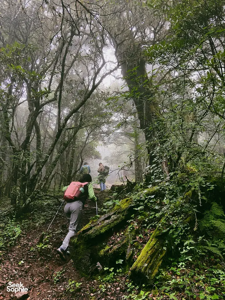 Hikers trekking through a misty, moss-covered forest trail, walking onward on the Jade Dragon Snow Mountain hike