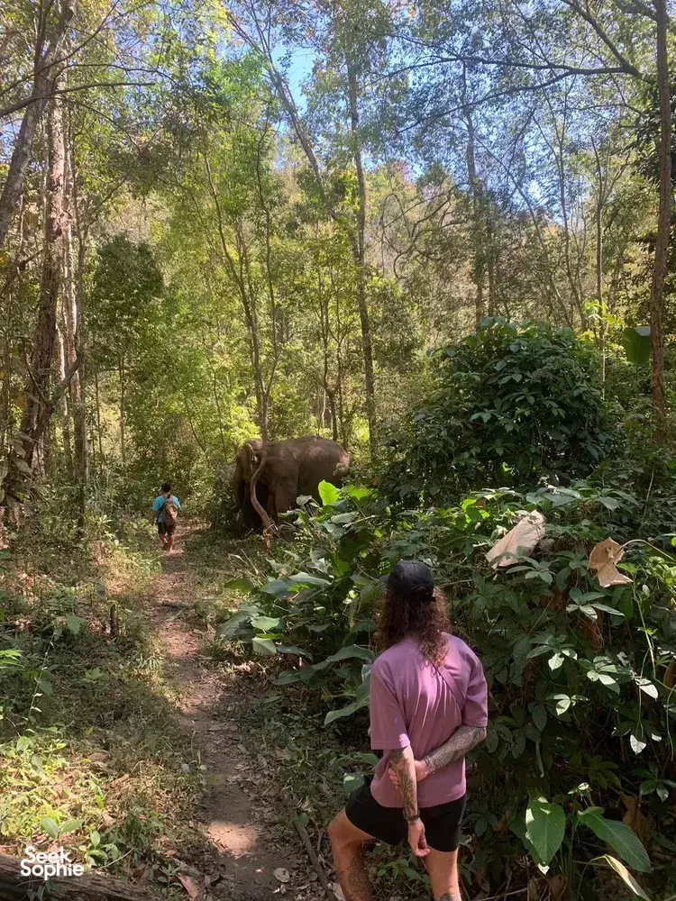 Seek Sophie option picture