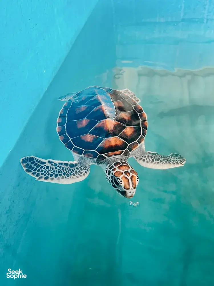 Sea turtle swimming beneath the surface in clear blue water, viewed from above during Hands Experiences Thailand’s turtle programme