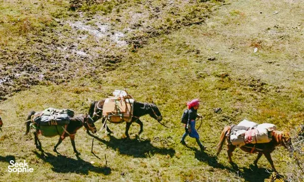 High-altitude mule caravan in Shangri-La at Ferme Liotard, with trekkers walking across grassy slopes carrying supplies