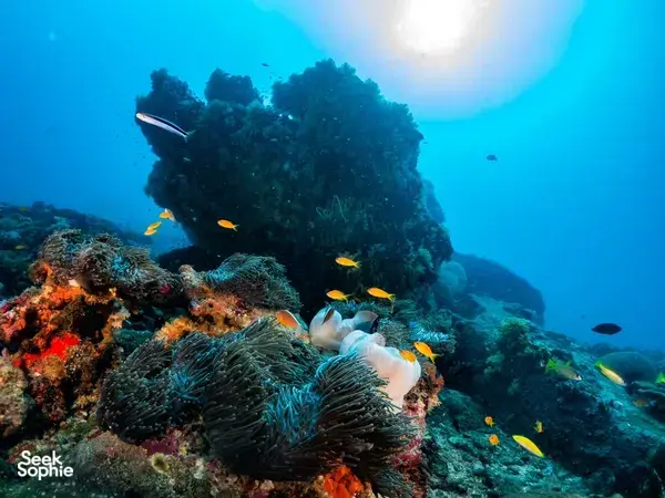 北安达曼6天5晚全包潜水船之旅 | 19次潜水