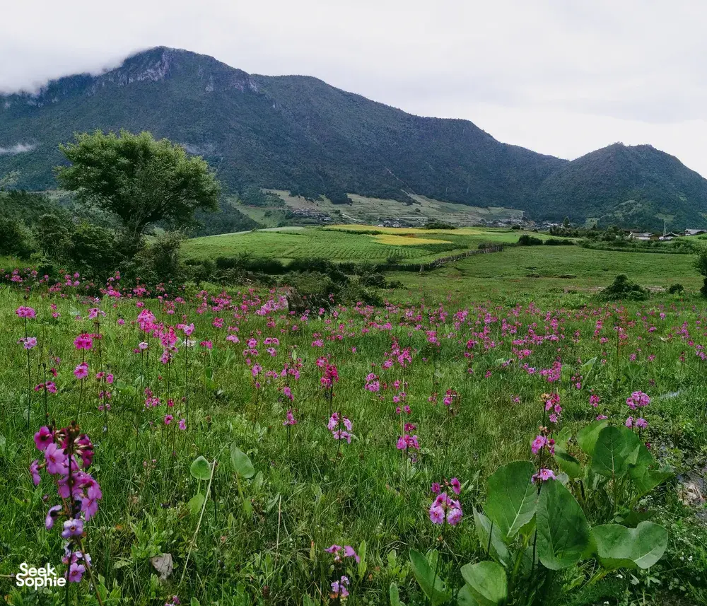 Pink wildflowers over a Lijiang mountainside valley during a 1-day Hidden Villages & Wenhai Wetlands trek