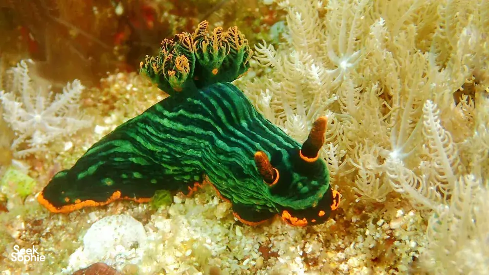 Macro nudibranch on sandy seabed during a dive at Pink Beach, Lombok, for macro lovers with Scuba Froggy