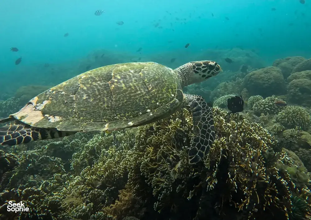 Seekor penyu laut meluncur di atas terumbu karang semasa bersnorkel di Kepulauan Gili di luar pantai Lombok, kelihatan dari dalam air melalui air biru yang jernih
