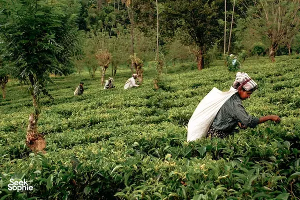 1 Day Kandy Tea Plantation Trek at Hill Oya 