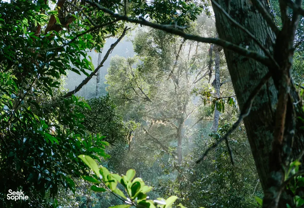 Seek Sophie option picture