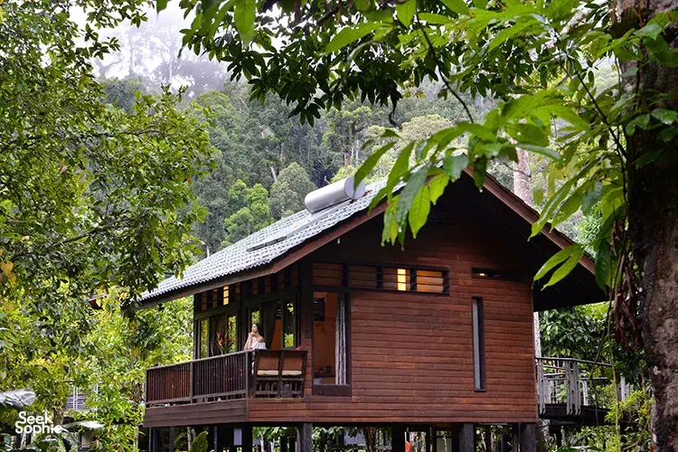 Wooden cabin at Borneo Rainforest Lodge in Danum Valley, with balcony seating framed by dense tropical greenery