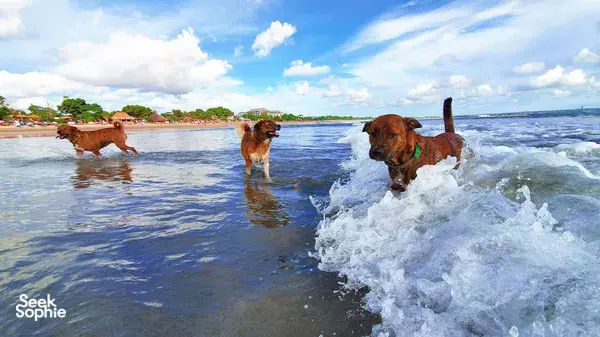 Save Bali's Dogs at Local Animal Shelter