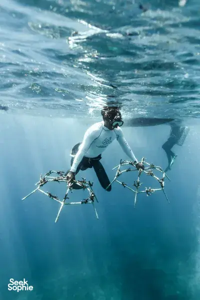 Diver underwater in East Bali holding a coral framework, placing restored coral fragments while snorkelling over the reef