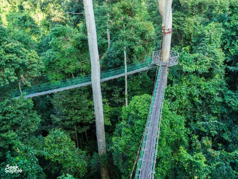 Aerial view of a canopy walkway between tall rainforest trees over Danum Valley, with rope bridges cutting through dense green canopy
