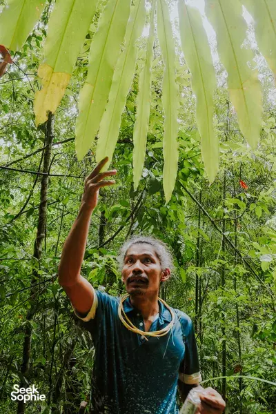 Khao Sok Jungle Trek + Hidden Falls with Wildlife Expert