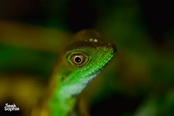 Hidden Jungle Night Walk in Phong Nha's Rainforest
