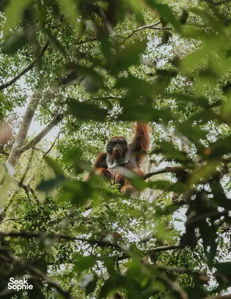丹戎普丁国家公园：你需要知道的一切