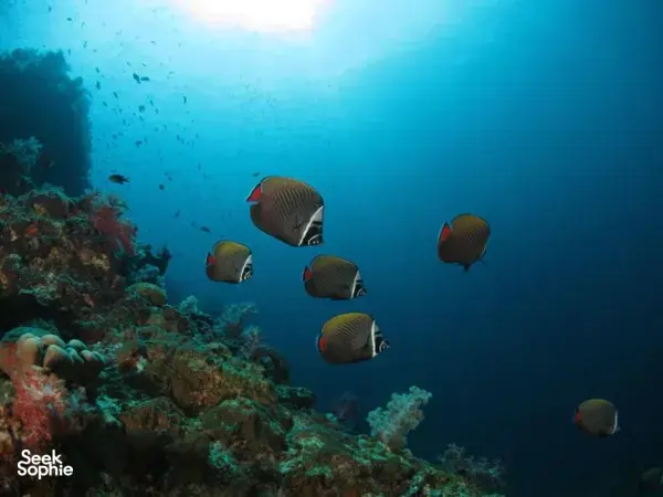 School of reef fish swimming over colourful coral on a scuba dive around Semporna Island reefs with Bigfin Divers