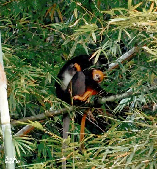 Seek Sophie option picture