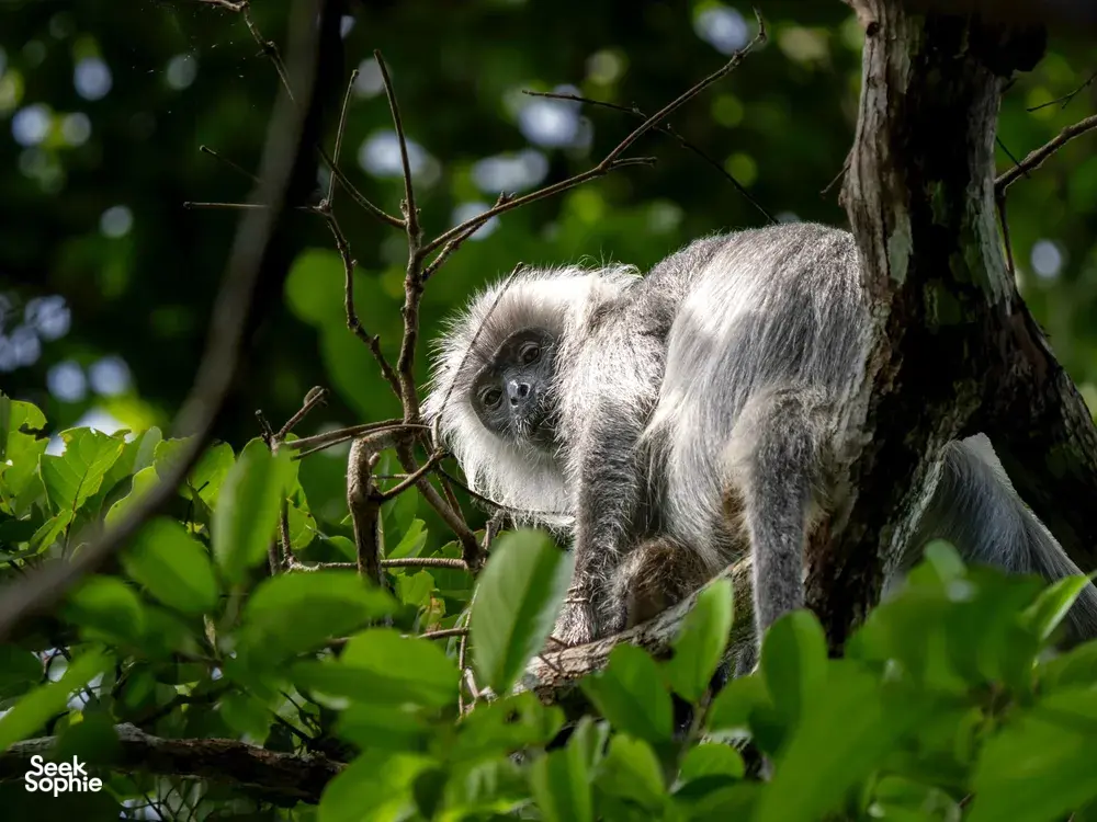 Grey primate with long face perched in leafy branches in Cat Tien, seen on a private 3D2N ethical tour led by an expert naturalist