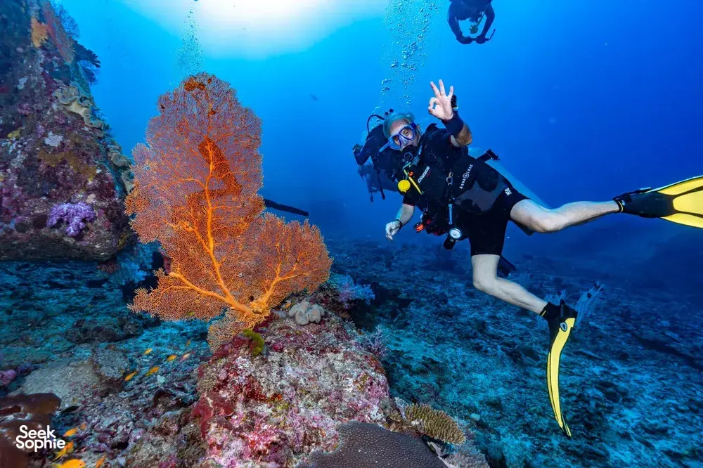 Seek Sophie option picture