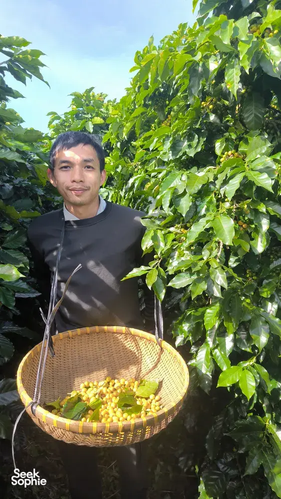 Seek Sophie option picture