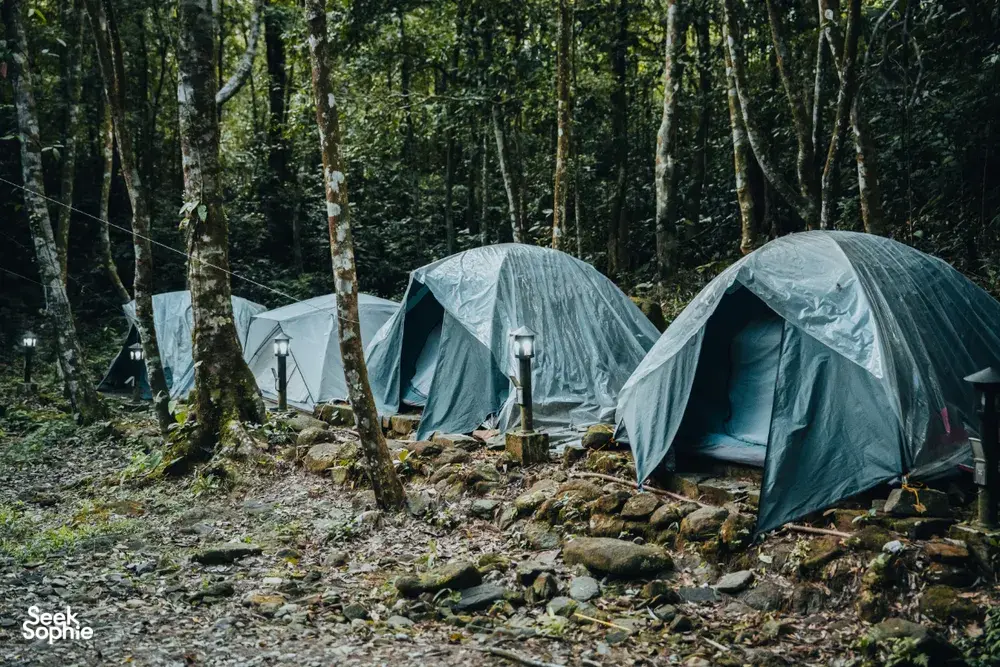 Seek Sophie option picture